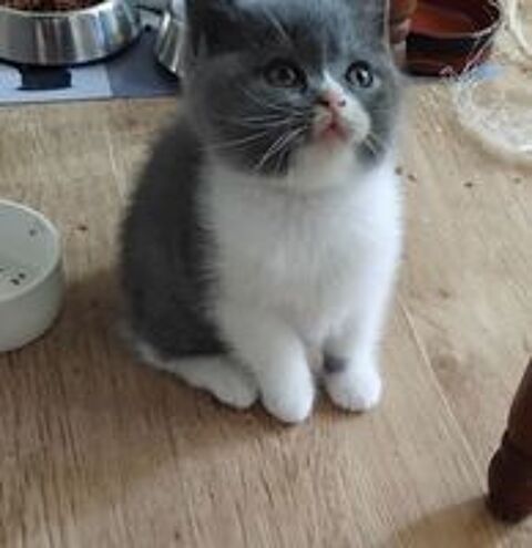   Beau chaton male loof british shorthair bleu et blanc 