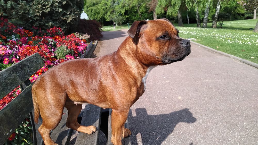   Chiots Staffordshire Bull Terrier staffie rouge masque noir  