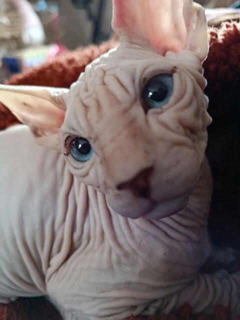 Sphynx M&acirc;le Dispo de suite 990 44160 Pontchâteau