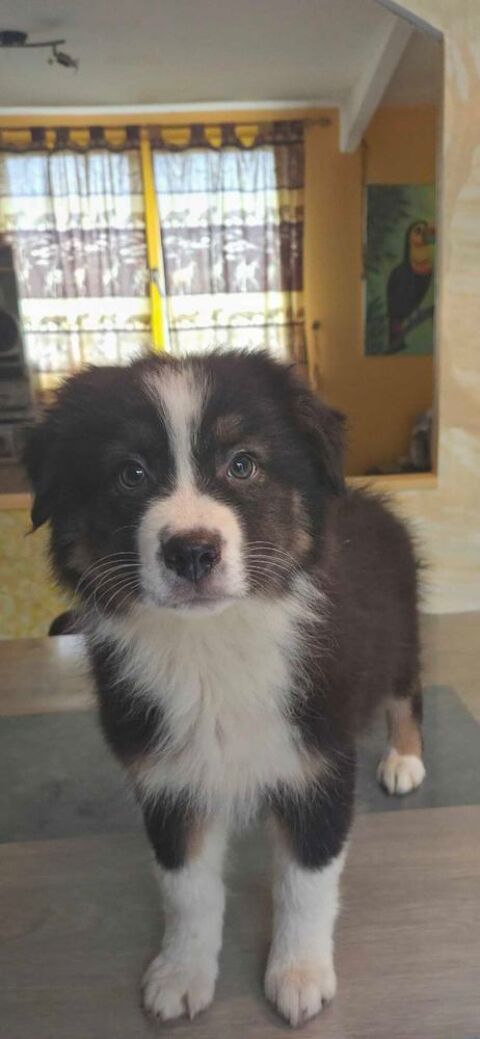 chiot berger australien disponible 580 78610 Auffargis