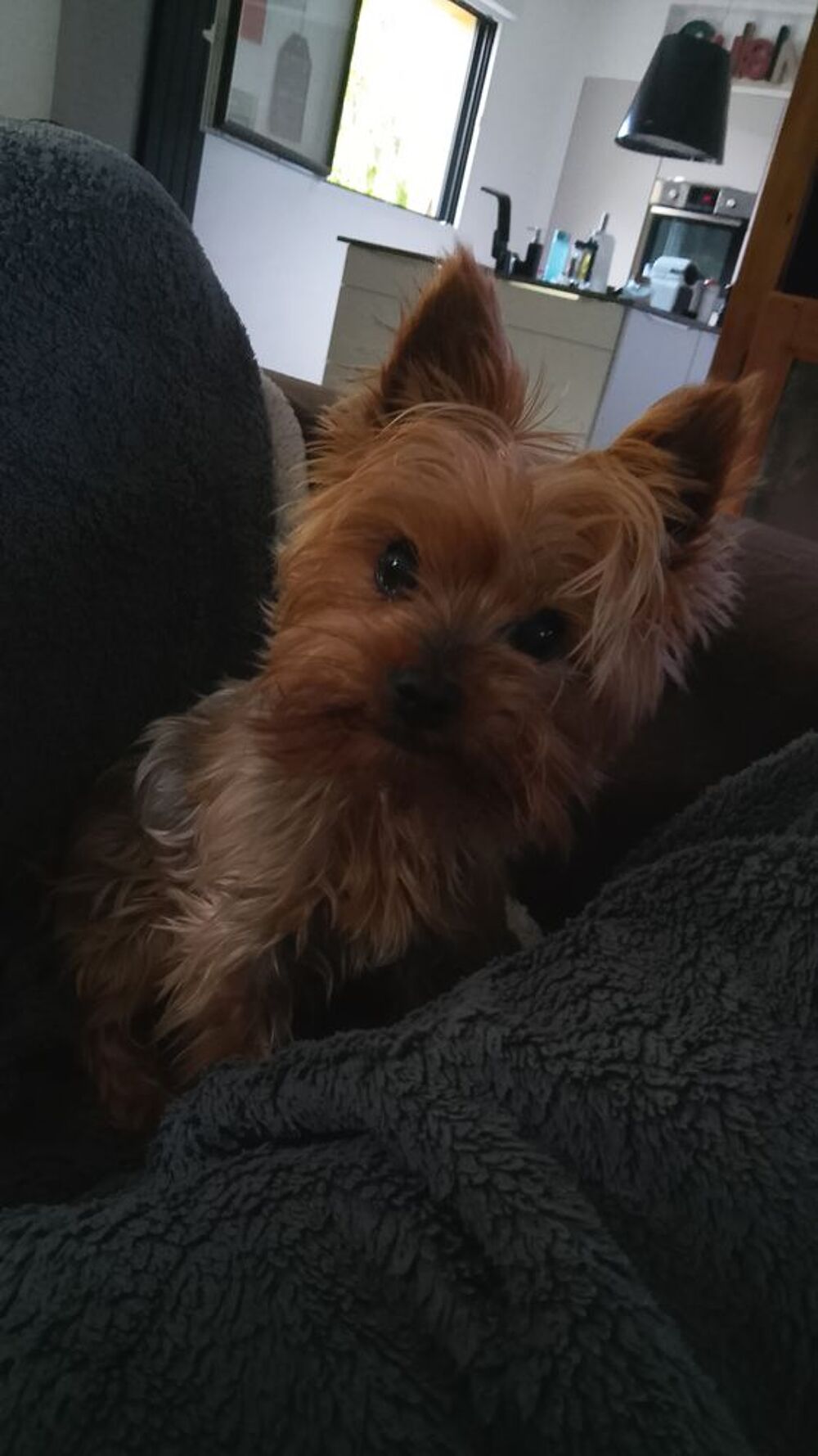   Petit chien tranquille 