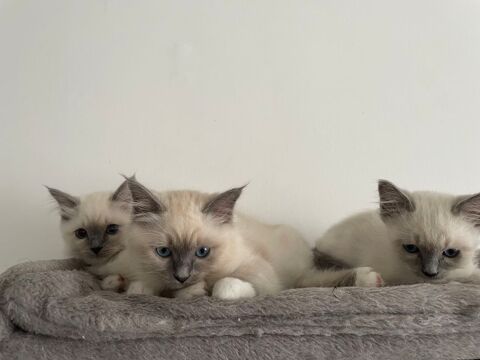Chatons Sacré de Birmanie 1000 62490 Vitry-en-artois
