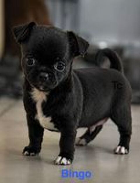   Chiots Chihuahuas  