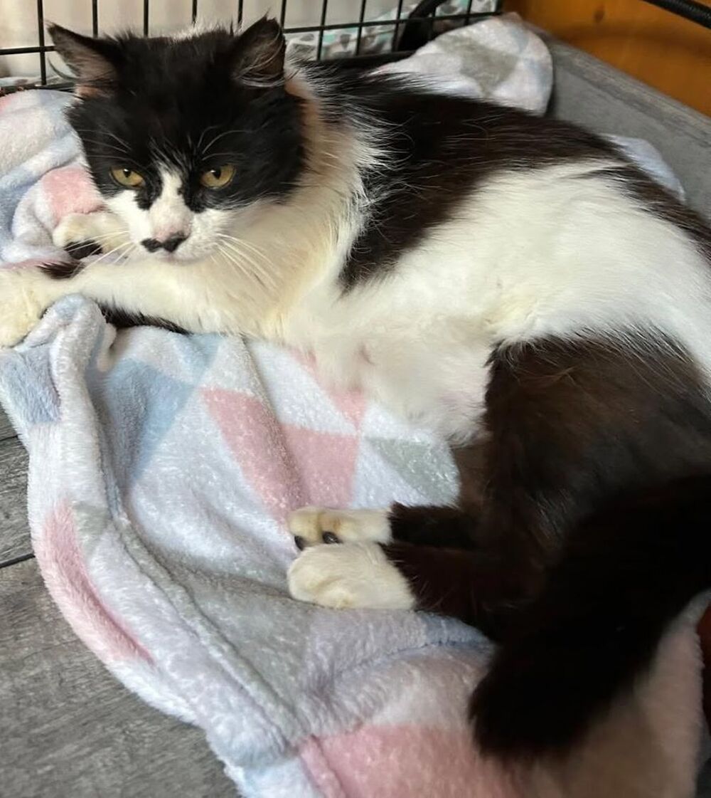   Chat BILLIEJEAN à l adoption 