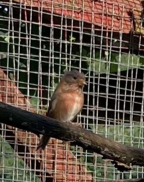 Oiseaux pour volière extérieur 100 67290 Rosteig