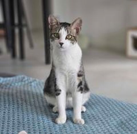   Tanguy jeune chat 6 mois gentil et timide cherche famille aimante 