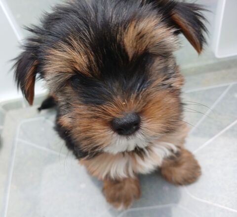 4 petits loulous yorkshires disponibles  . 850 29000 Quimper