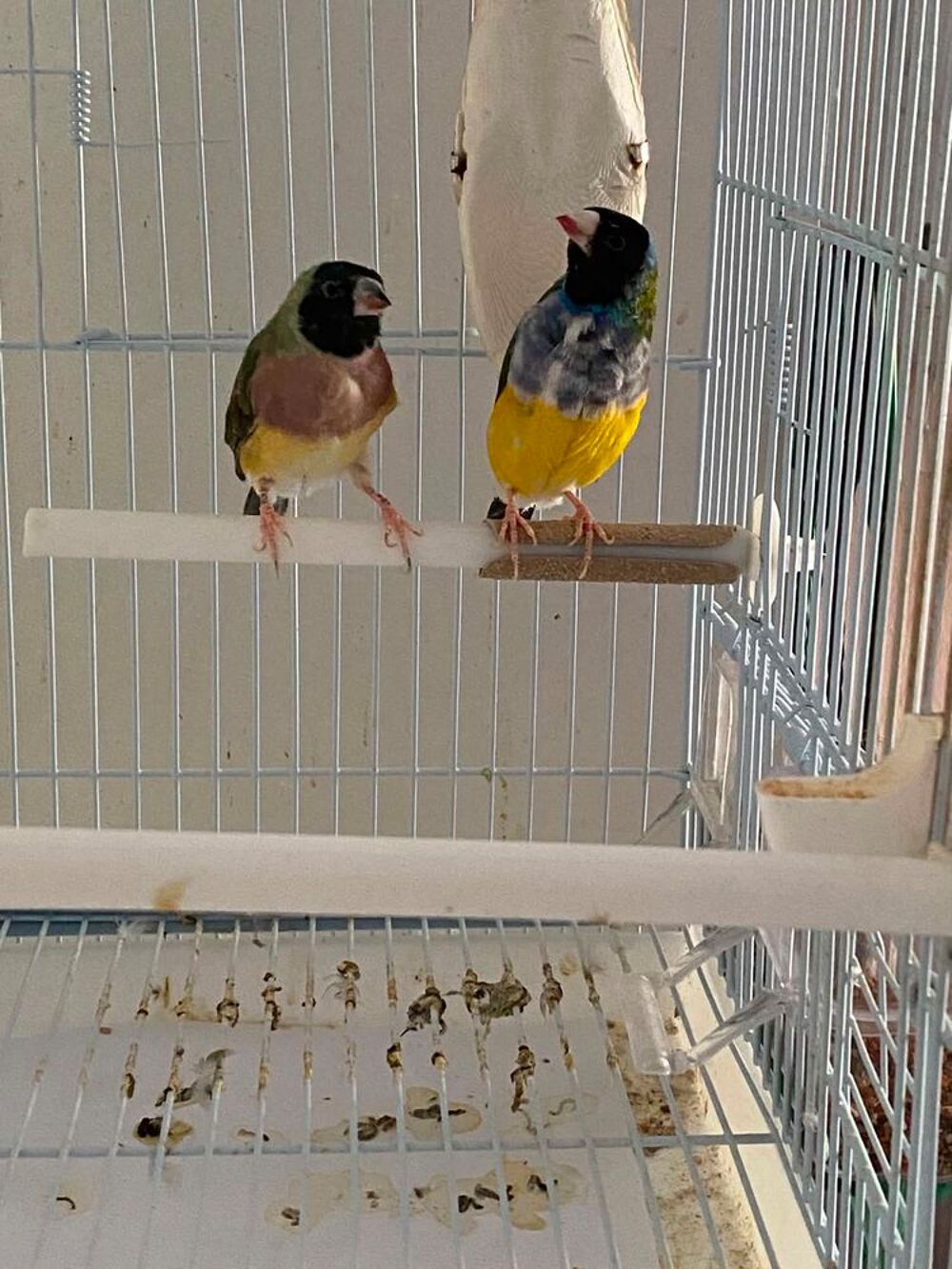   couple diamant de gould , male poitrine bleu 