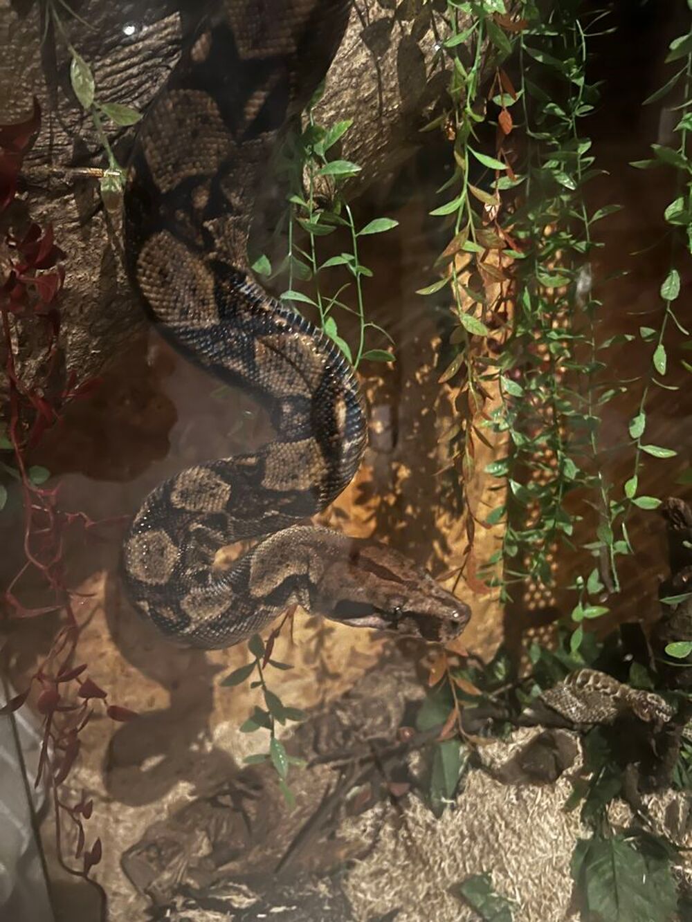 terrarium avec son boa Meubles