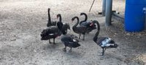   Canards mandarin  Carolin  