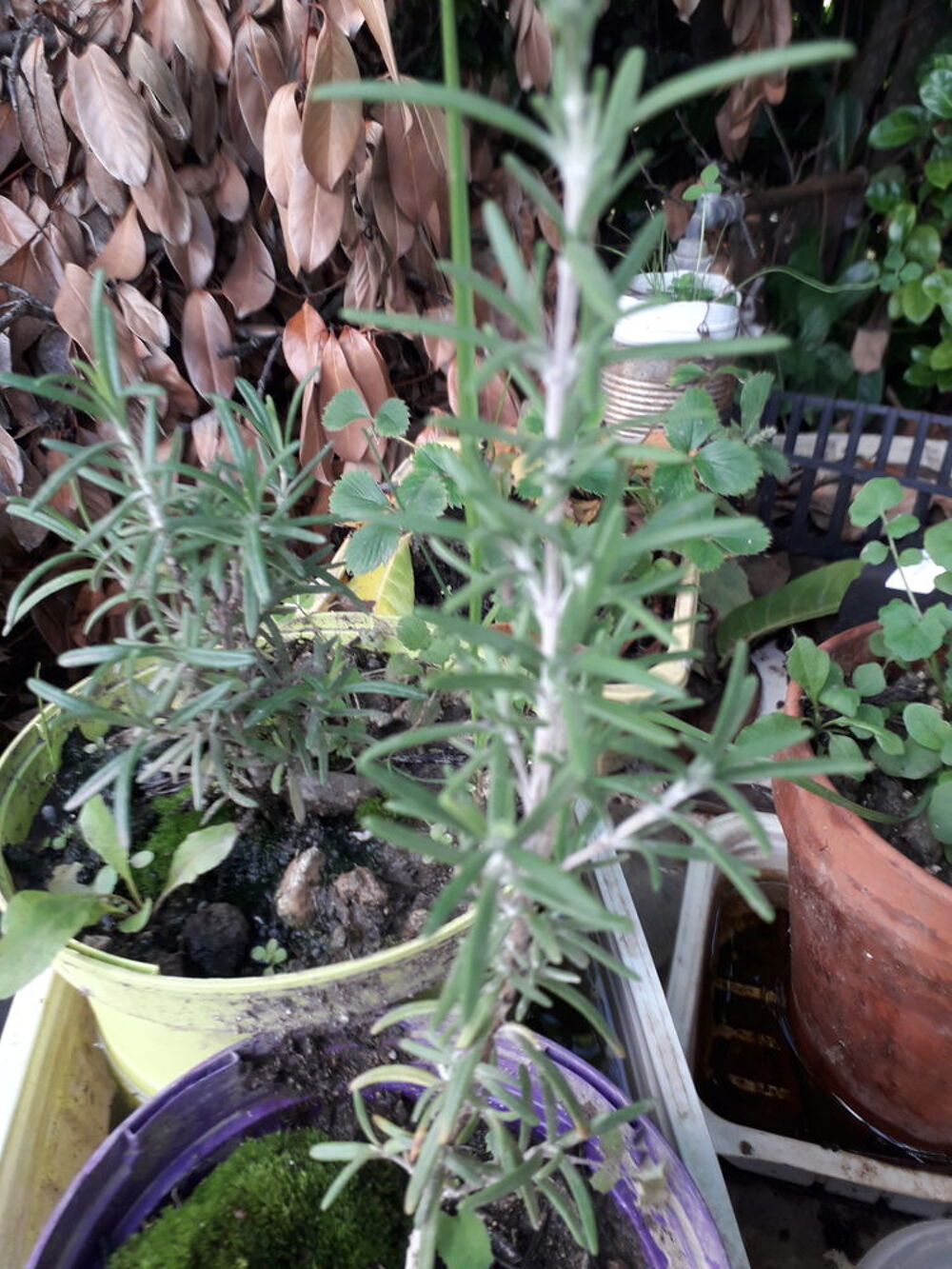 ALOES verra &amp; arborescent Jardin