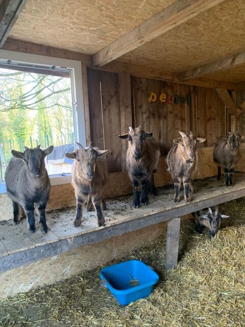 Chèvres naines : Bouc 30 14940 Touffrville