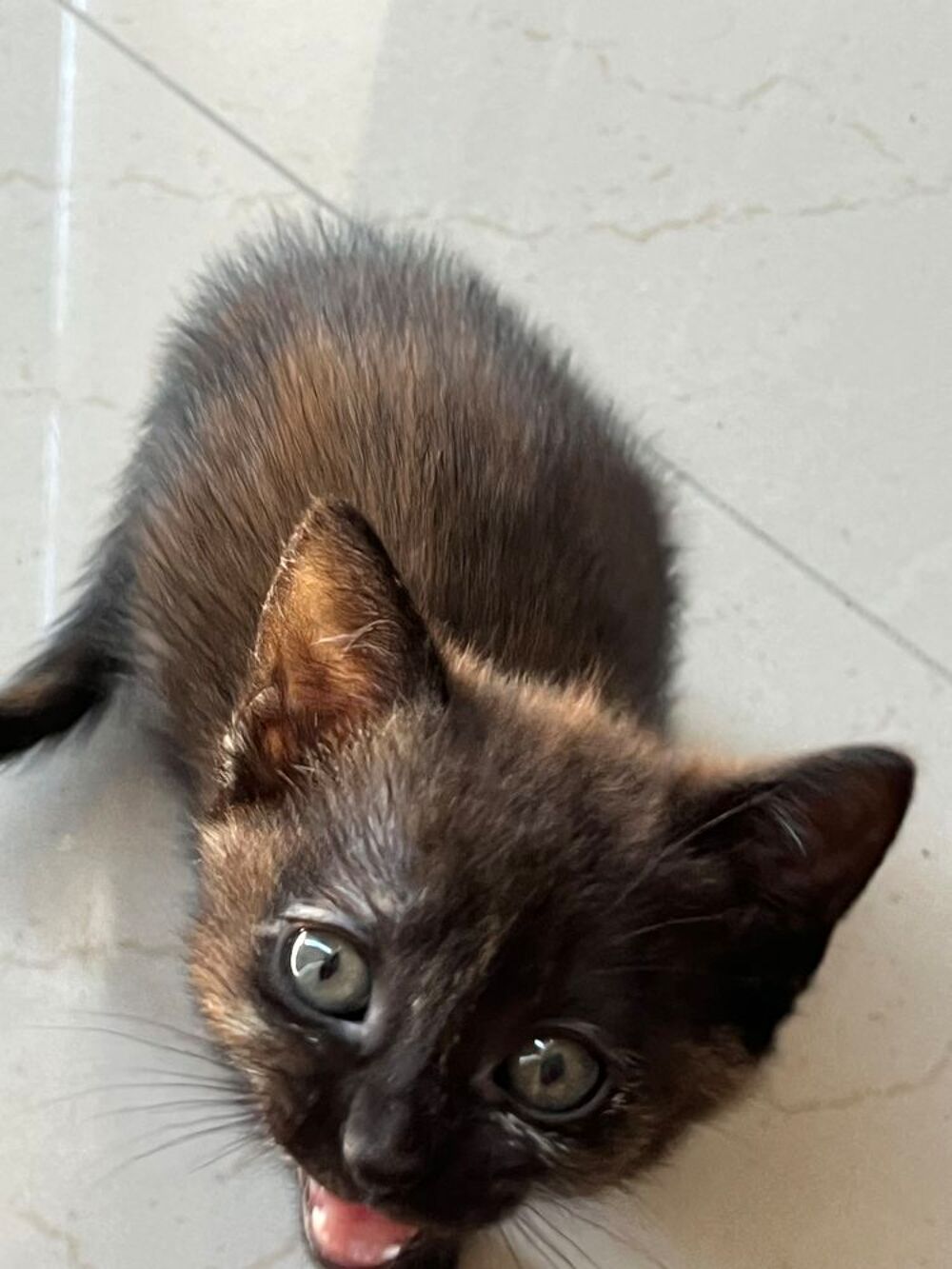   Donne chaton 