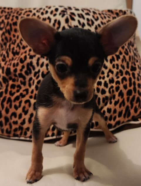 Chiot m&acirc;le de type Chihuahua  880 57330 Hettange-grande