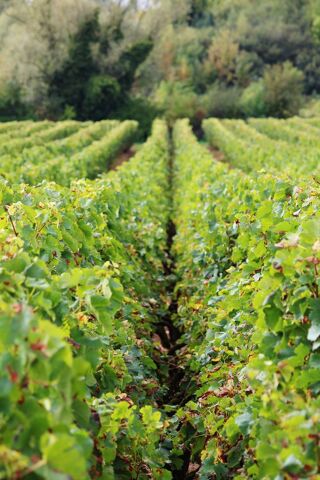  Propri�t�/ch�teau � vendre 15 + pi�ces 400 m�