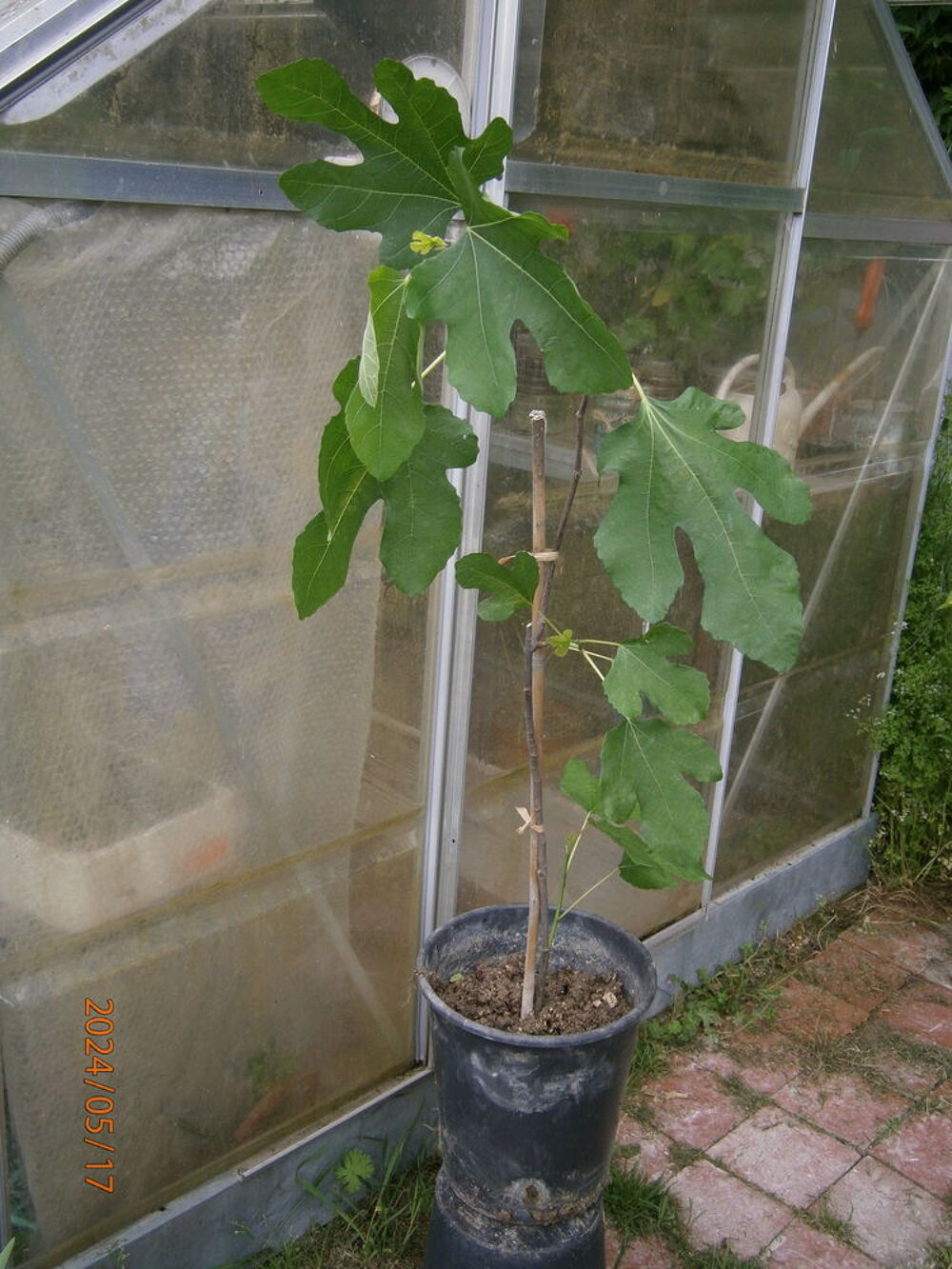 FIGUIERS Jardin