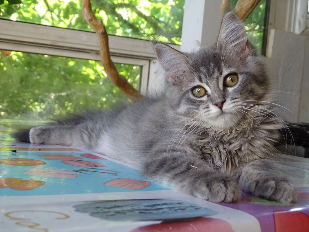   3 adorables chatons persan chinchilla x maine coon 