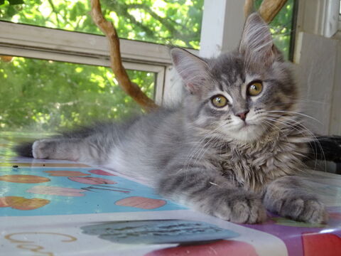 3 adorables chatons persan chinchilla x maine coon 490 81630 Salvagnac