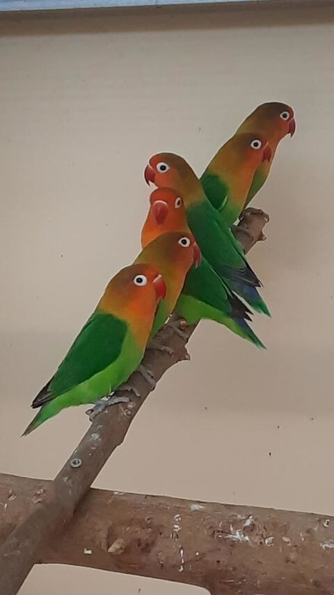 inseparable fisher 30 83000 Toulon