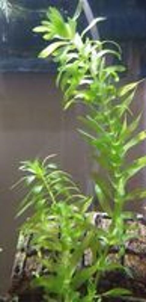   Plante d'aquarium.  