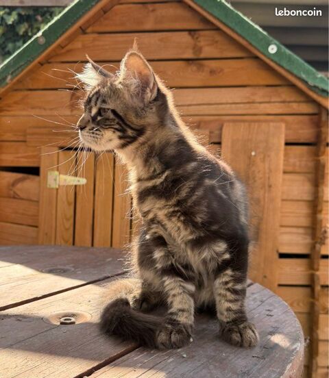 Femelle Maine Coon LOOF Chaton 1000 13400 Aubagne