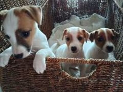   5 magnifiques chiots jack Russell à l adoption .  