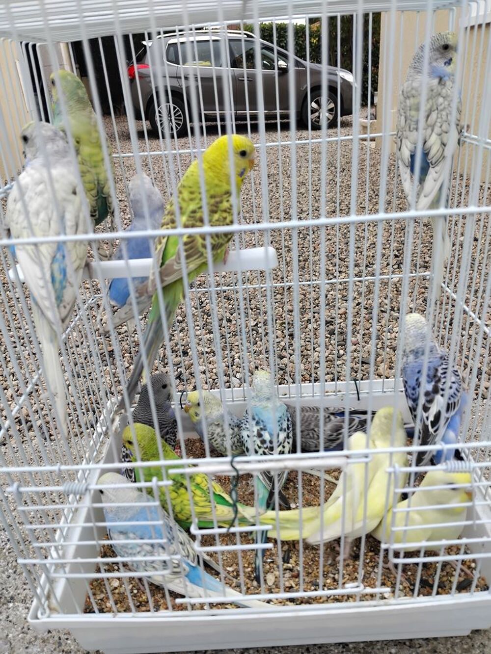   Perruches ondulées  