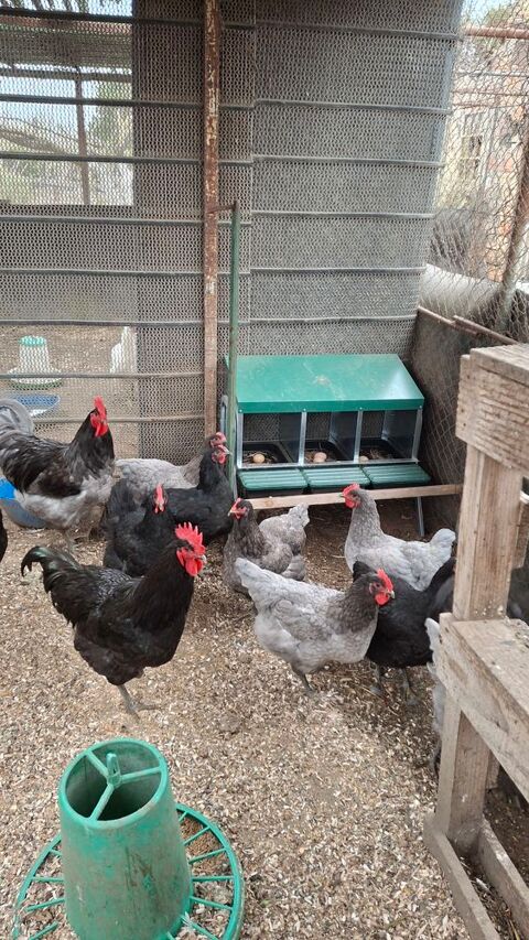 oeufs de poules geante de jersey 2 13129 Salin de giraud