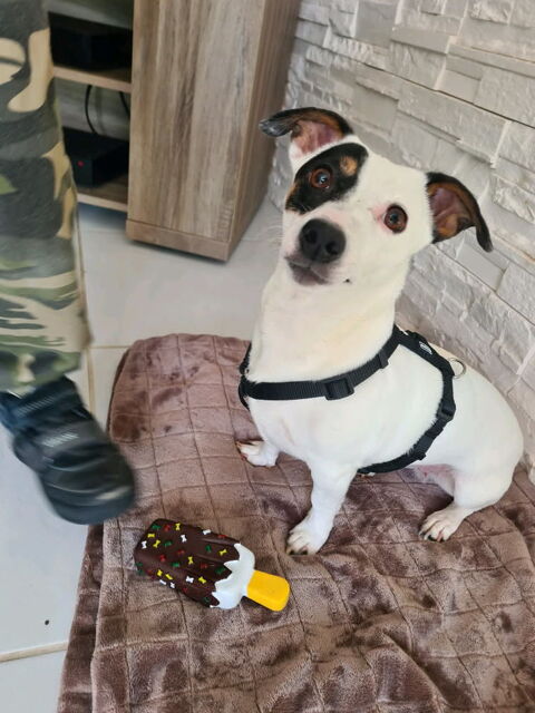CHERCHE MAITRE POUR PETIT POT DE COLLE EN ISERE 0 38140 Rives