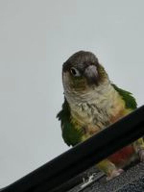   Conure duo prix négociable  