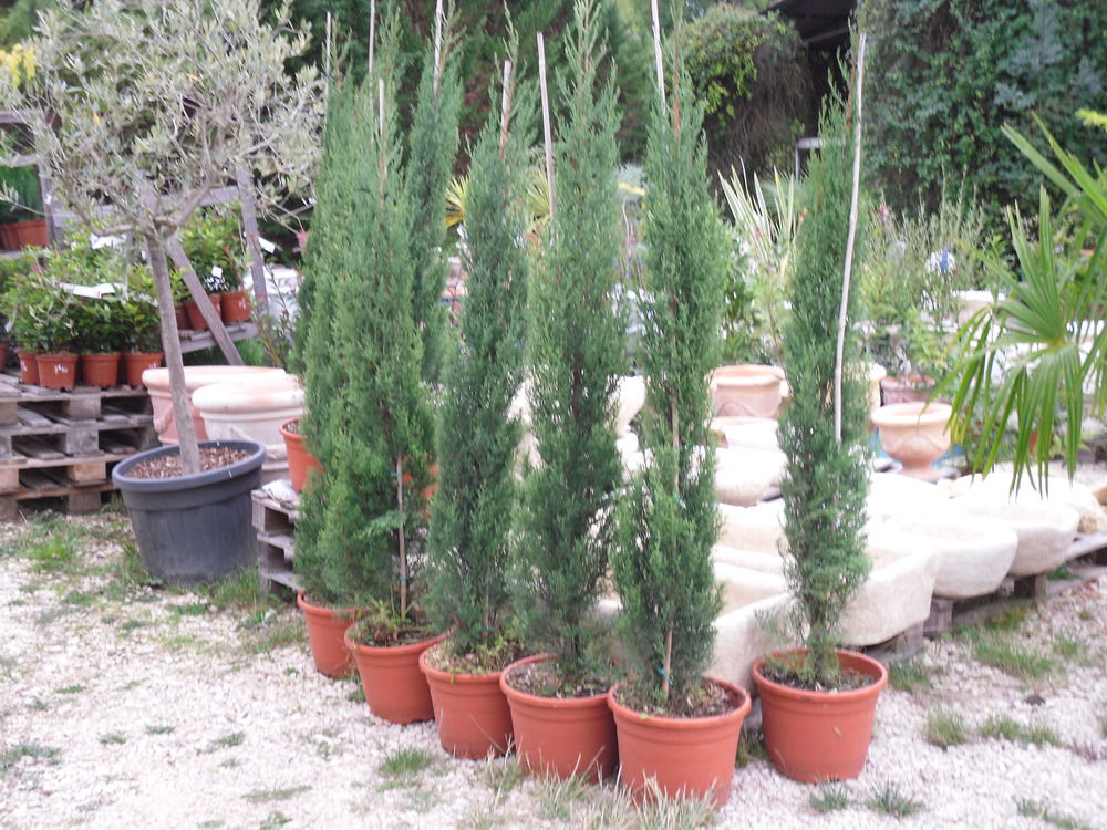 CYPRES SEMPERVIRENS TOTEM Jardin