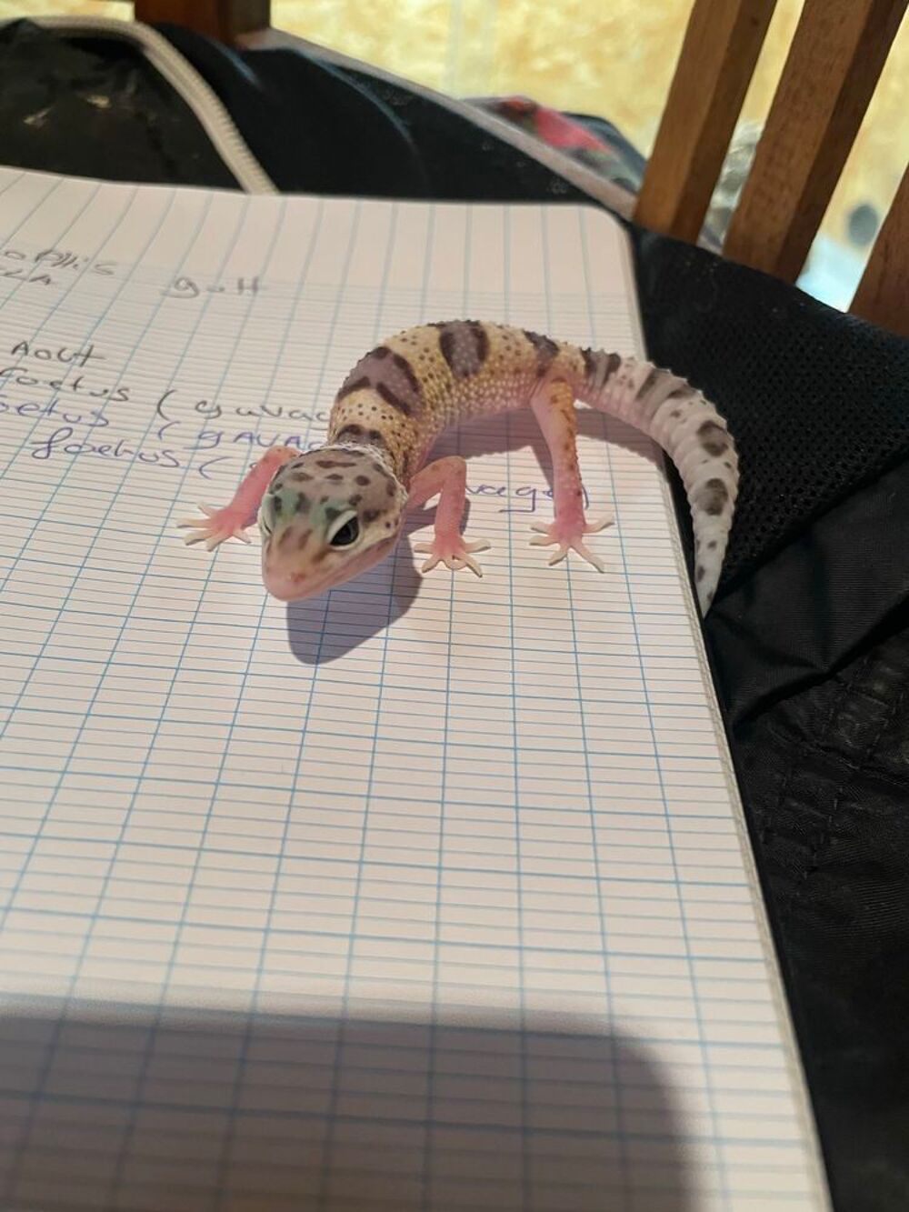 gecko l&eacute;opard 