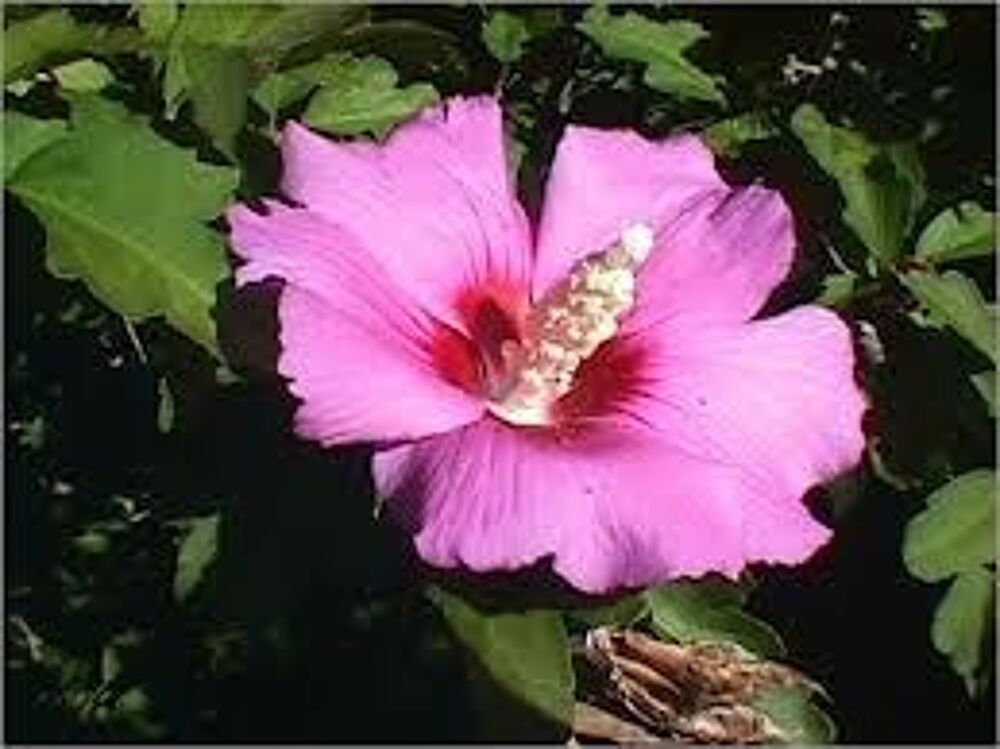 2 plants d'hibiscus mauve Jardin