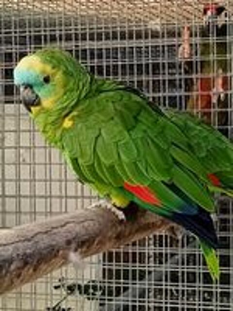   oiseau perroquet amazone a front bleu 