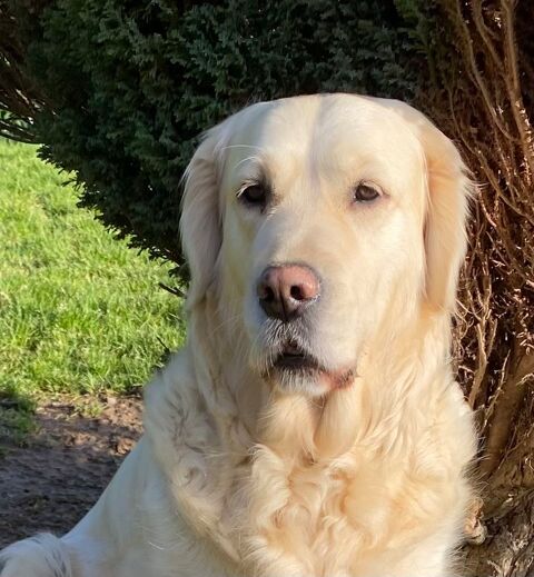 7 chiots golden naissance d&eacute;but juin  1000 72330 Parign�-le-p�lin
