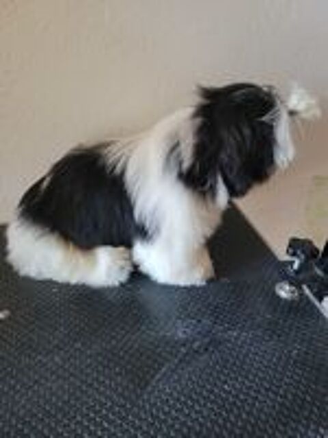   1  male shih tzu  lofi noir et blanc agde 