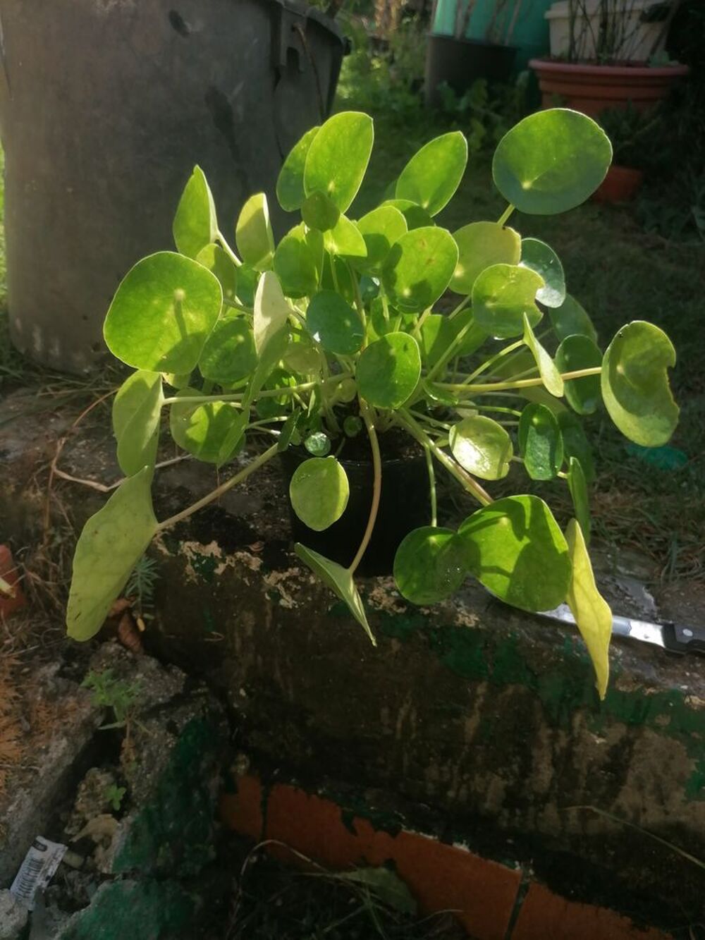 Plante. Cr&ecirc;pe Jardin