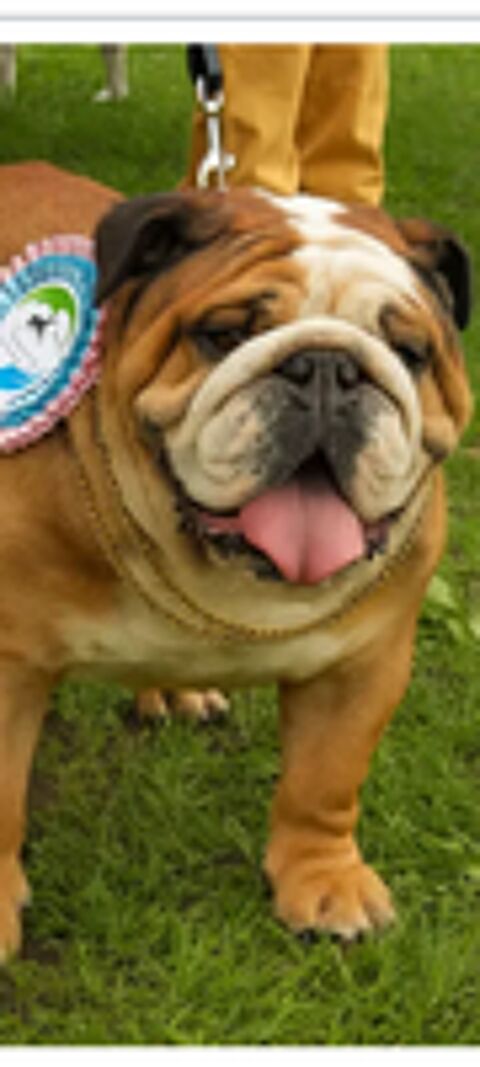   Chiots bulldog anglais LOF  