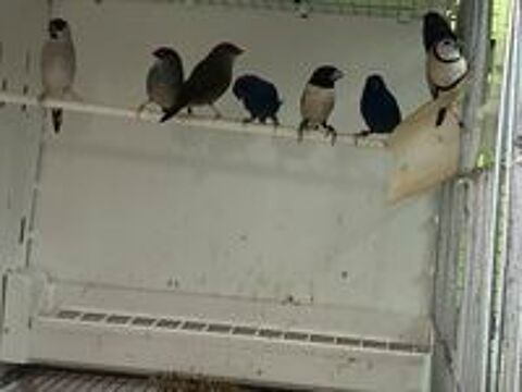   Oiseaux exotiques 
