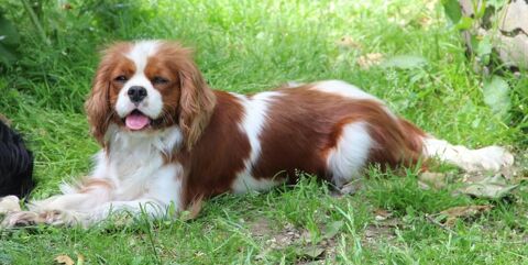 Cavalier King charles Lof 600 65500 Vic-en-bigorre
