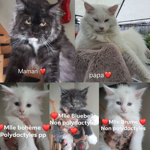 Magnifique chatons Maine Coon polydactiles pp &agrave; r&eacute;server 1000 59300 Valenciennes