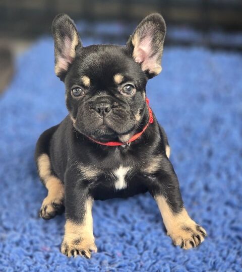 Femelle Black Tan Bouledogue Fran&ccedil;ais Exotique 2500 72500 Lavernat