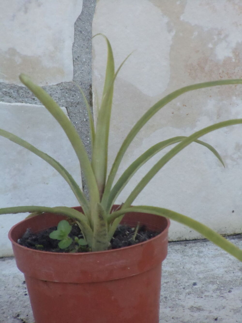 Billbergia nutant Jardin