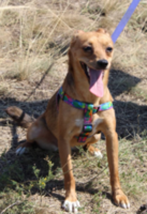   A L'ADOPTION JULIE 