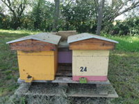   APICULTURE 