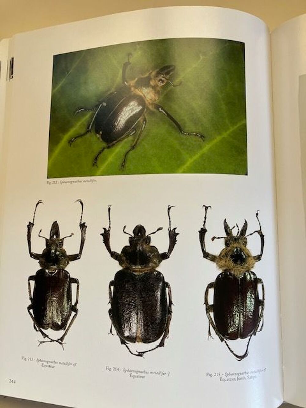 Les Chiasognathinae des Andes Livres et BD