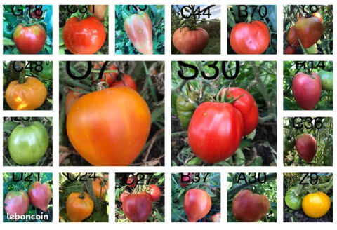 400 varits - Graines de tomate reproductible  1 La Pacaudire (42)