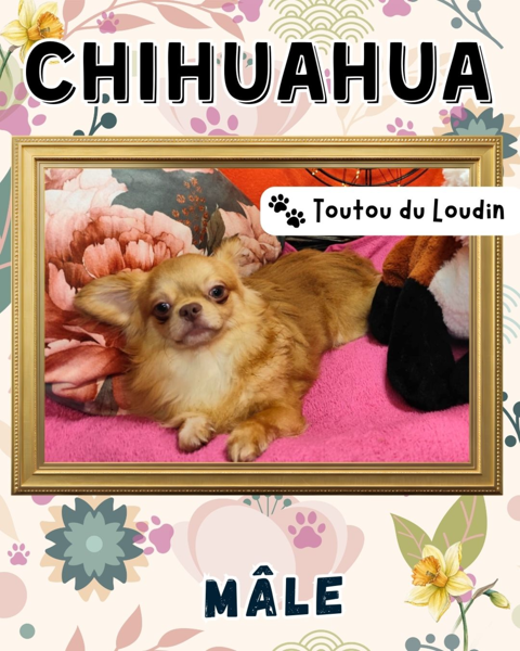 Chiot chihuahua m&acirc;le poils longs 450 18140 Pr�cy