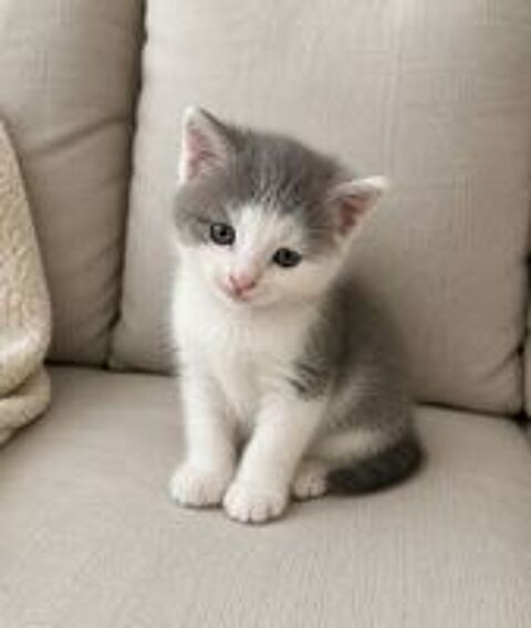   Chatons disponibles de suite 