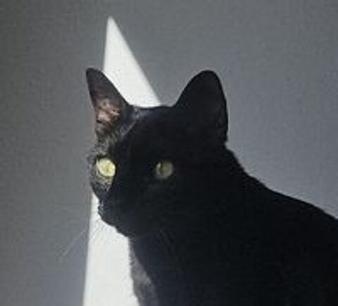   COCO 